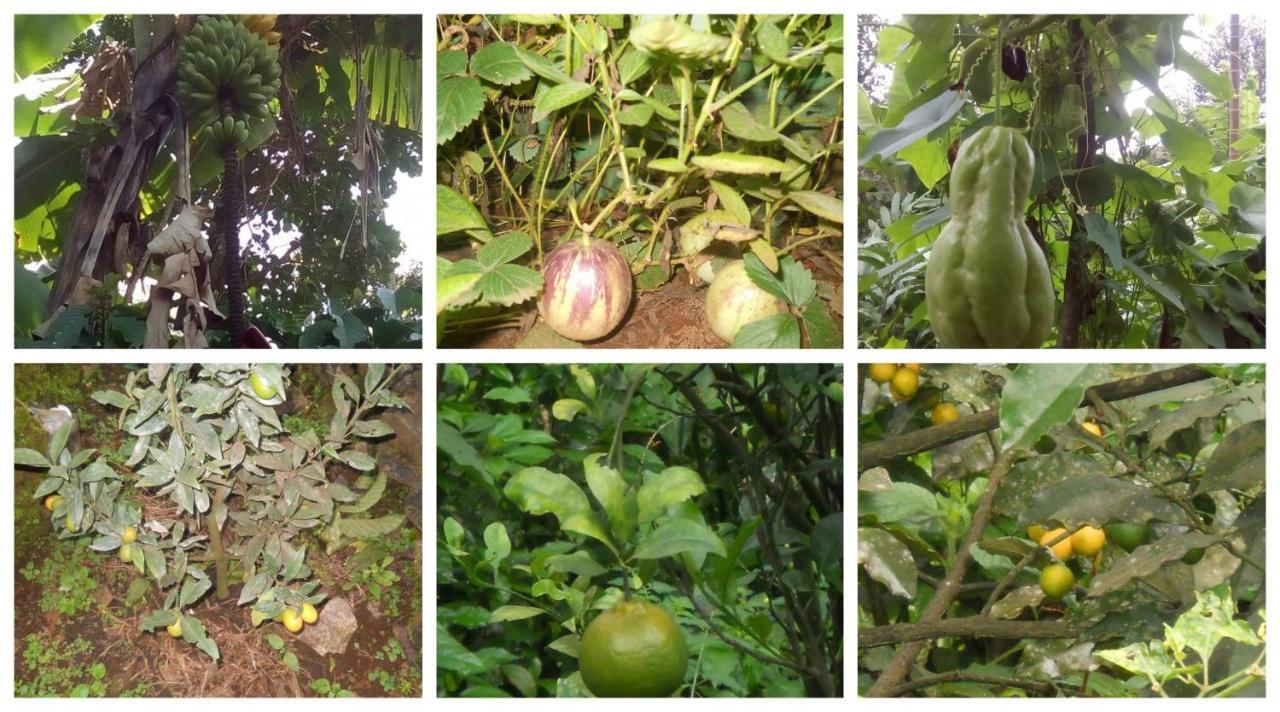 Anand Homestay Kattappana 外观 照片
