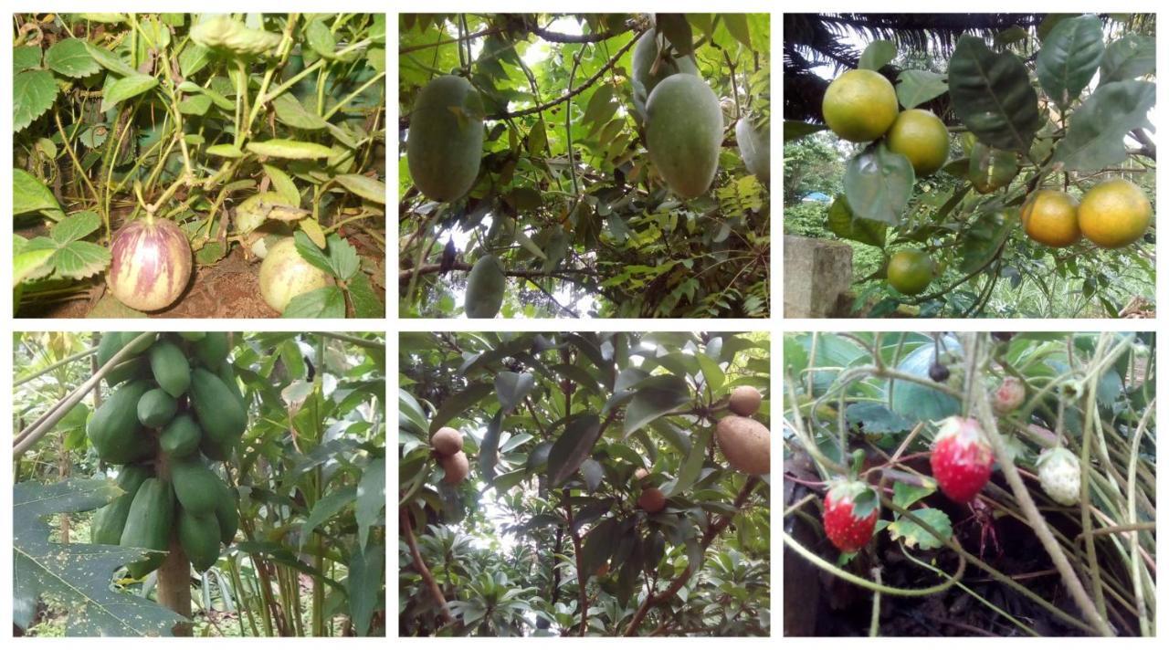 Anand Homestay Kattappana 外观 照片